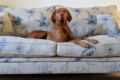 dog-sofa