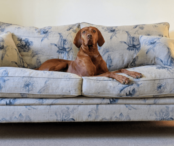dog-sofa